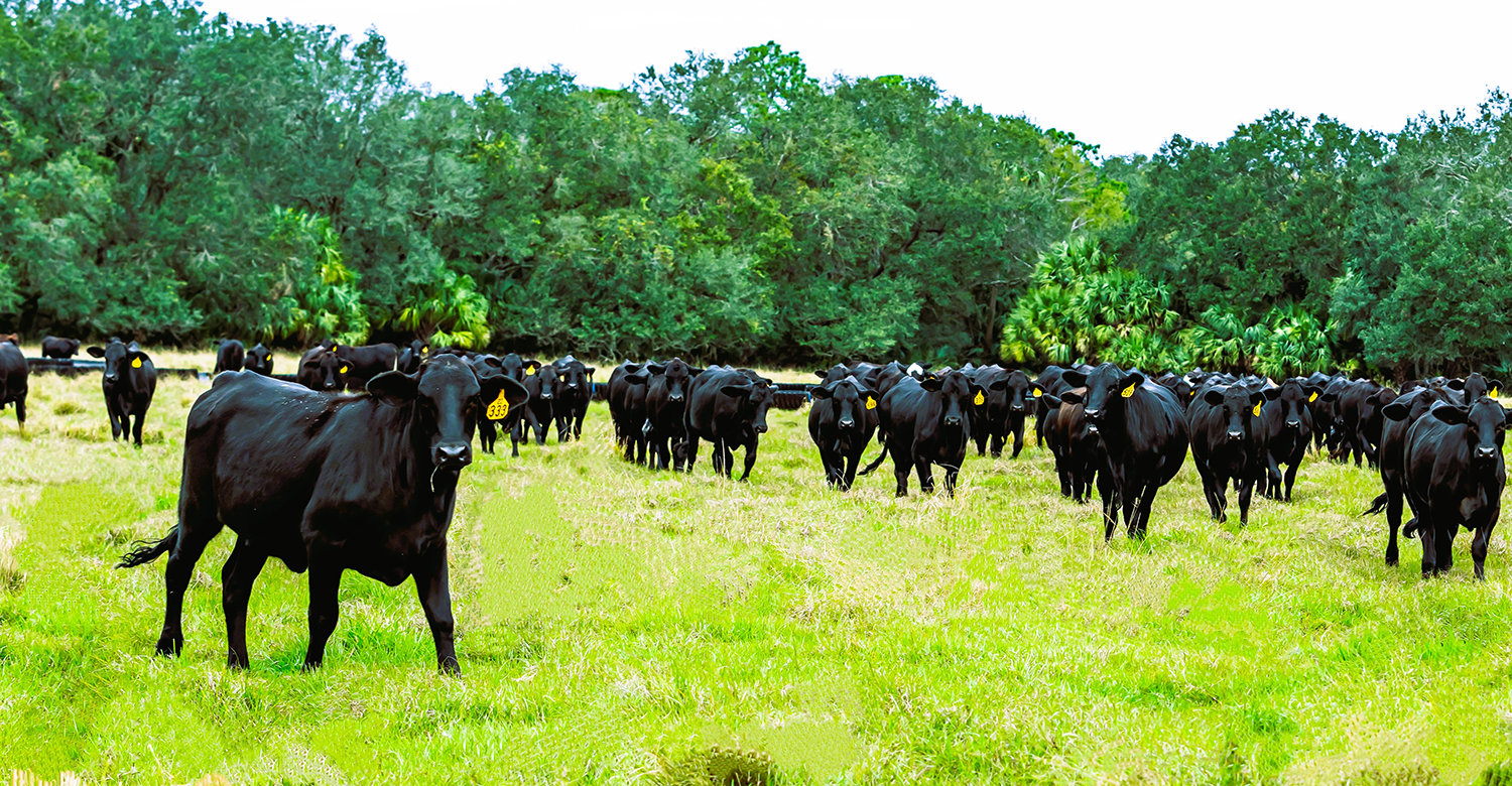 Black Cow Herd