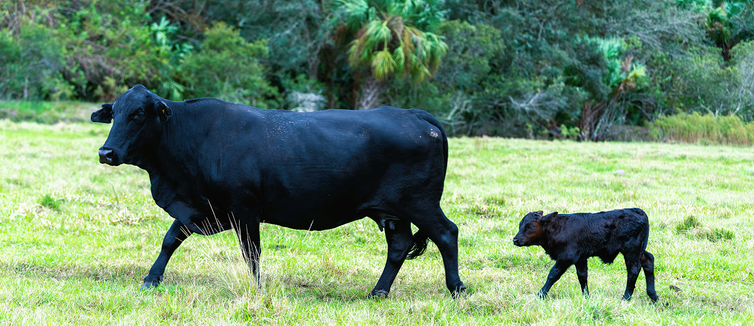 Black Cow w Calf